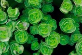 绿色苹果手机的缺点是什么？与普通版相比有何不同？