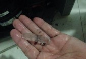 冰箱出现积水如何处理？快速解决方法是什么？