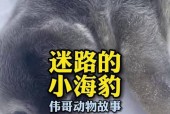 海豹视觉摄像头手机控制方法？如何远程操作？