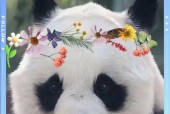 摄像机下的熊猫如何用手机拍摄？