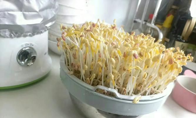 豆芽机报警频频响起？找出原因并解决！  第3张