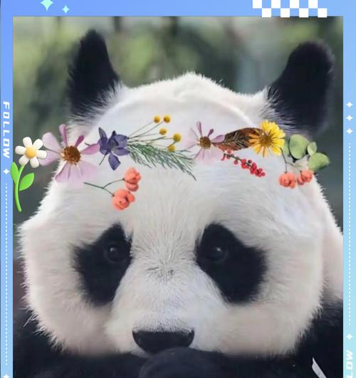 摄像机下的熊猫如何用手机拍摄？  第1张