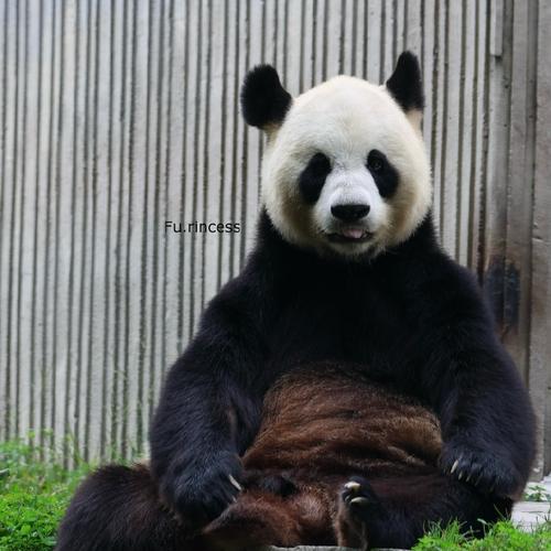 摄像机下的熊猫如何用手机拍摄？  第3张