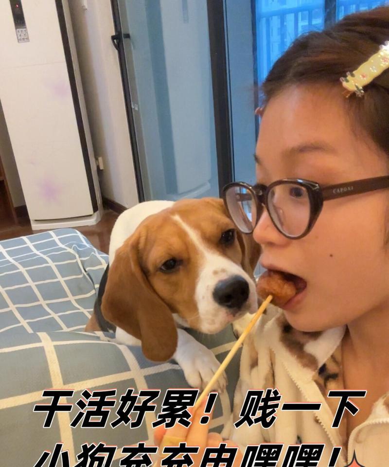 小狗充电器的正确使用方法是什么？  第3张