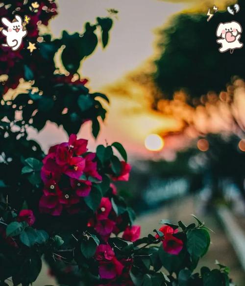 佳能相机拍摄花朵的技巧是什么？拍摄效果不佳时如何调整？  第3张