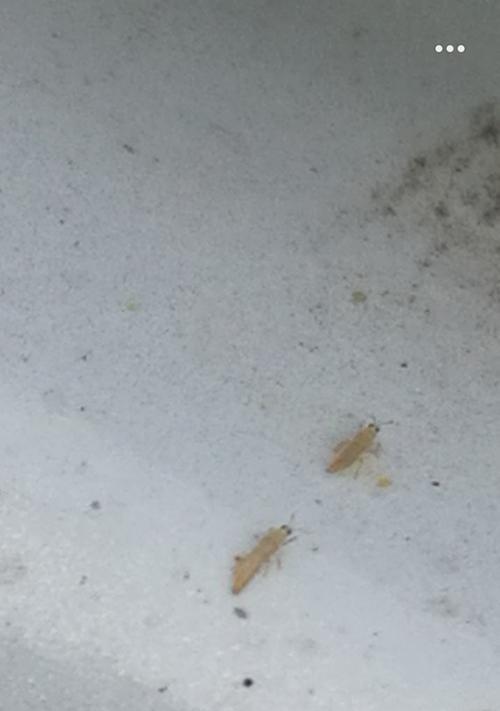 电瓶车爬蚂蚁现象应如何处理？  第3张