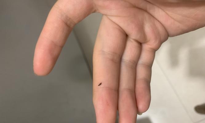 中央空调为何容易滋生虫子（探讨中央空调虫害的原因及防治方法）  第1张